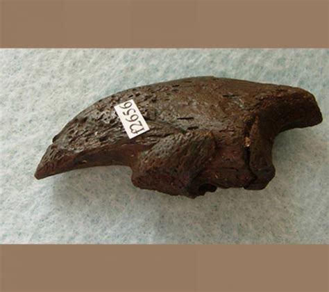 Sloth Fossils Archives - Fossils for Sale | Paleo Enterprises