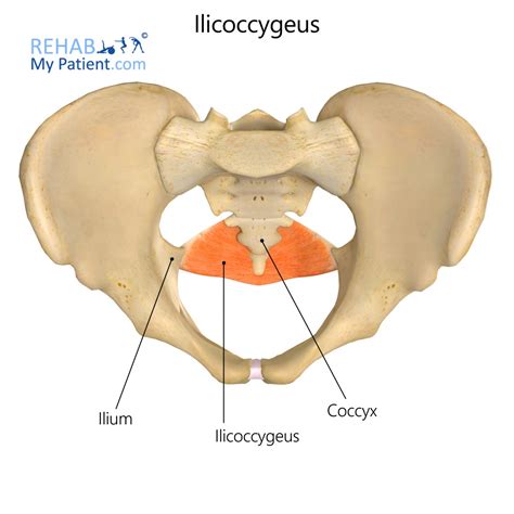 Iliococcygeus | Rehab My Patient