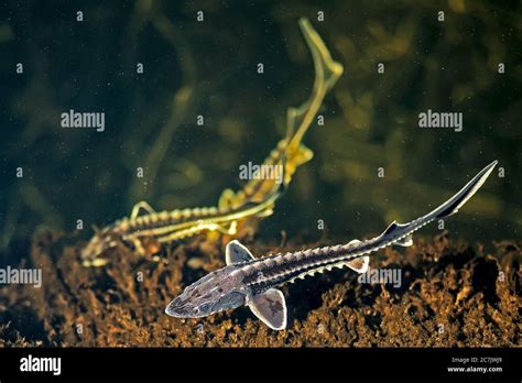 Three young Russian sturgeon in the Volga River wildlife Stock Photo - Alamy