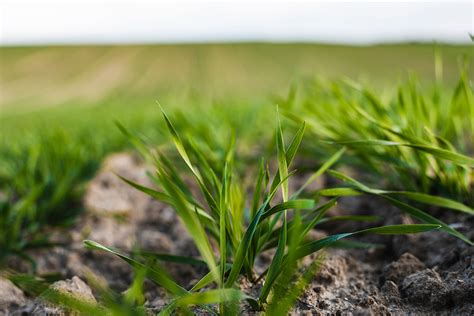 Winter Oat & Winter Wheat Planting Dates | Albert Lea Seed