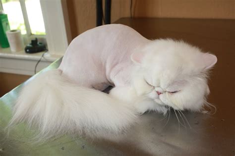 What is a Lion Cut? — Cat Naps