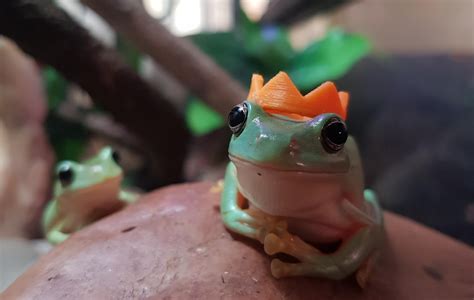 Sale > frog with hats > in stock