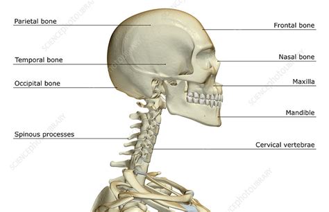 Anatomy Of The Neck Bones