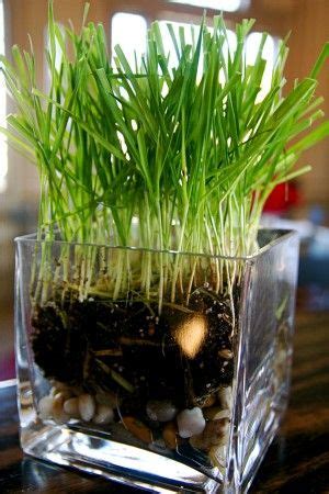 Types Of Indoor Grass - What's The Best Grass For Growing Indoors ...