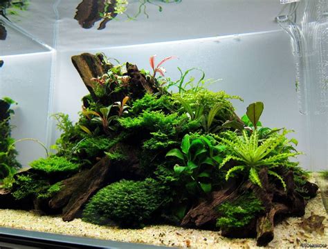 Simon's Aquascape Blog — Island style Nice composition! | Aquascape ...