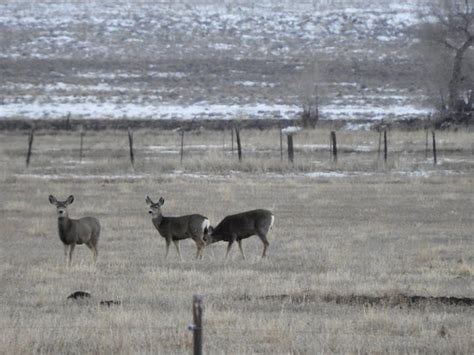 Monte Vista National Wildlife Refuge (Alamosa) - 2019 All You Need to Know BEFORE You Go (with ...