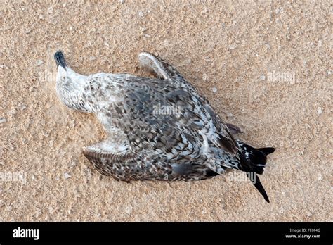 Corralejo Dunes National Park, Fuerteventura, Spain Stock Photo - Alamy