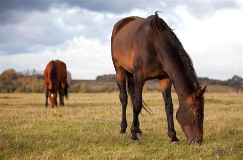 Equine Digestive Supplements | Equi-Force