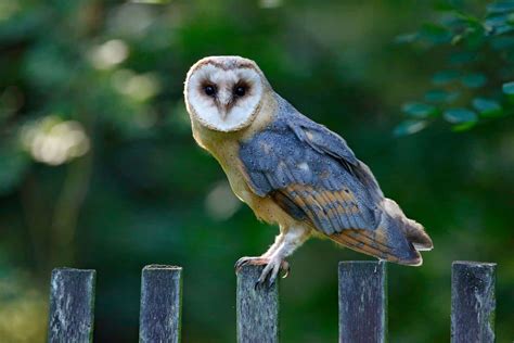 Owls In Indiana: 8 Hoosier State Species To Spot While Visiting