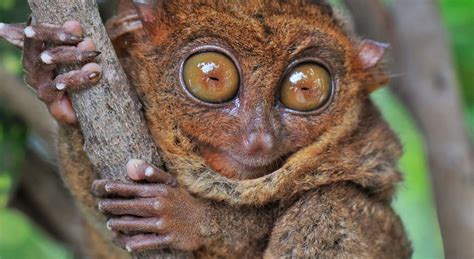 Which Animal Has The Biggest Eyes? - National Geographic