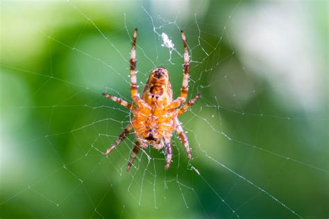 Brown spider on spider web - Snappefy - Free Stock Photography