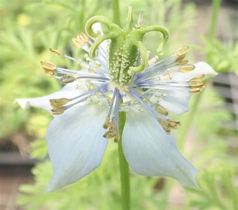 Black Seed (Nigella sativa) seeds, organic | Strictly Medicinal Seeds