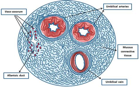 Umbilical Cord Anatomy