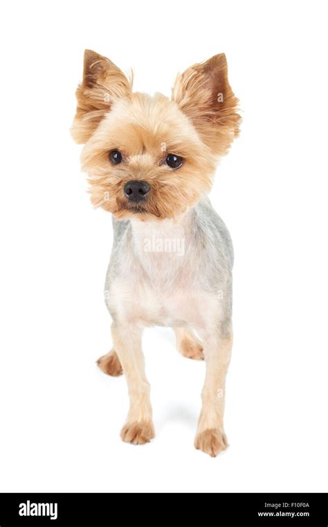 Yorkshire Terrier Haircuts