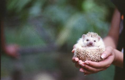 Hedgehog Breeds