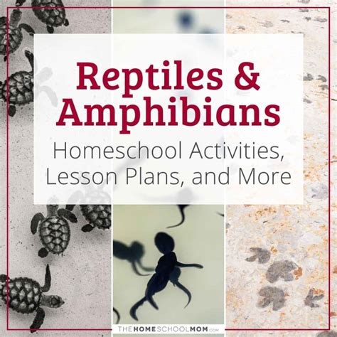 Reptiles & Amphibians for Kids - TheHomeSchoolMom