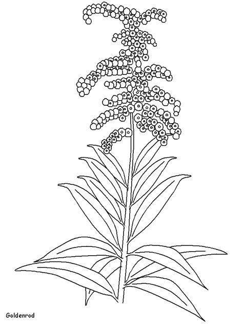 nebraska state flower coloring page - Clip Art Library