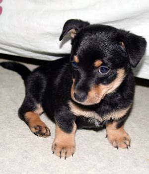 Lancashire Heeler Dog Info, Temperament, Puppies, Pictures