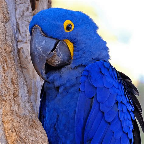 Hyacinth macaw - Personality Habitat Behavior and Conservation status