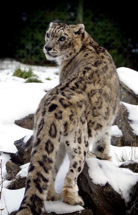 Snow Leopard | Wild cats, Beautiful cats, Big cats