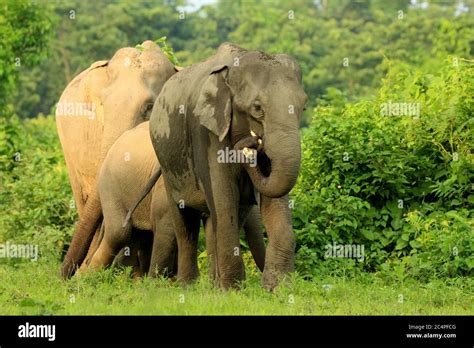 Asian Elephants eating jackfruit Stock Photo - Alamy