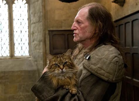 What Kind of Cat Is Mrs. Norris From Harry Potter? Famous Cat Breeds ...