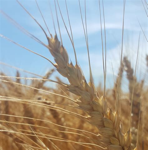 winter wheat (2) – Kent Ag Research Inc.