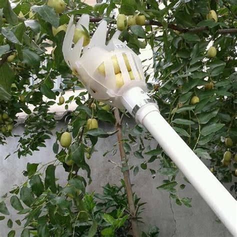 Telescoping High Hanging Fruit Picker | Fruit picker, Fruit picking, Garden tools