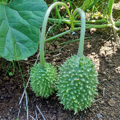 Cucumis anguria (Bur Gourd, Bur Gourds, Gherkin, Goareberry Gourd, Goareberry Gourds, Gooseberry ...