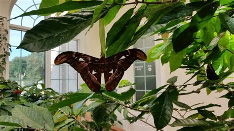 Hershey Gardens Butterfly Atrium Open Year Round! #Hershey #SweetestMoms