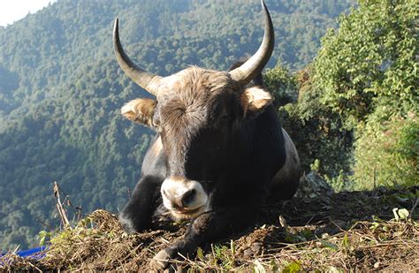 Dzo ,Yak + Domestic Cattle , Hybrid Animal In The World