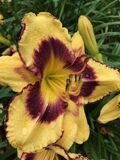 Calico Jack* – Artemesia Daylilies