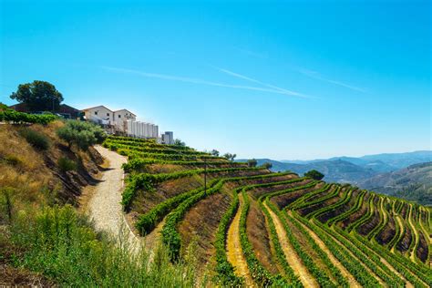 VINEYARDS & WINERY FOR SALE DOURO PORTO WINE-GROWING PORTUGAL | Douro ...