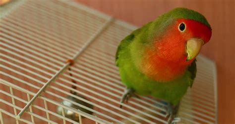 Best Cage for Lovebirds - The Pet Supply Guy