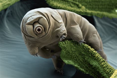 Water Bears