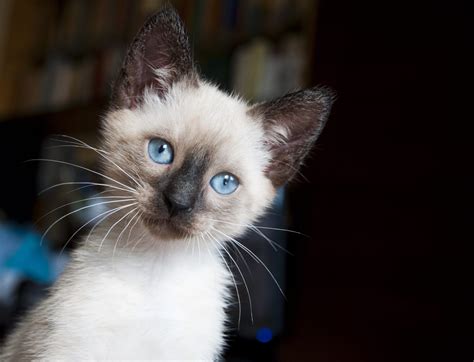 See the Cutest Cat Breeds as Kittens | Reader's Digest