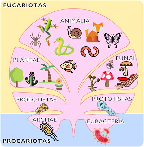 14.3 Clasificación natural actual de los seres vivos