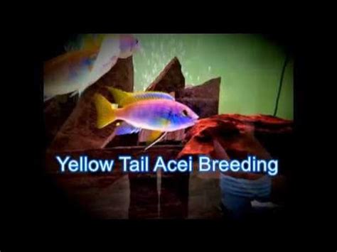 Cichlid Breeding,Yellow Tail Acei!! - YouTube