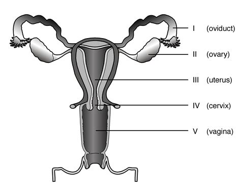 Sperm Diagram - ClipArt Best