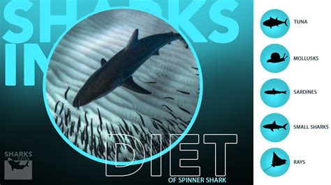 Spinner Shark - Facts & Information - sharksinfo.com