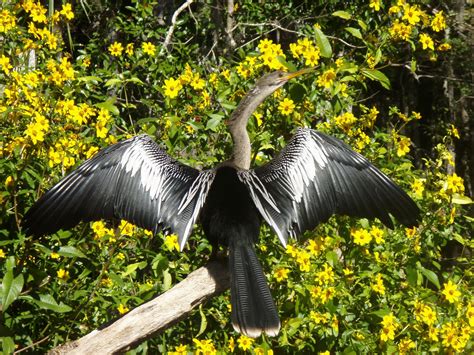 Wekiva River: Trip Overview