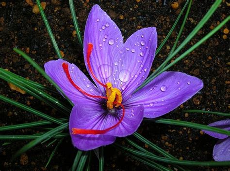 ~~Last Saffron~~ | Saffron crocus, Rare flowers, Saffron flower