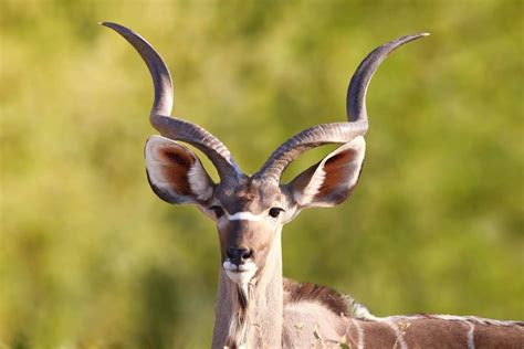 Kudu Animal Facts | Tragelaphus Strepsiceros | AZ Animals