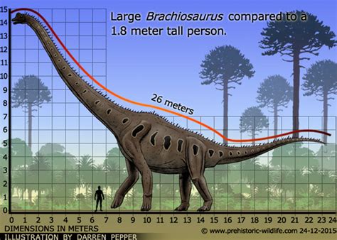 El pie de dinosaurio encontrado en EEUU es el más grande hasta la fecha | TN8.tv