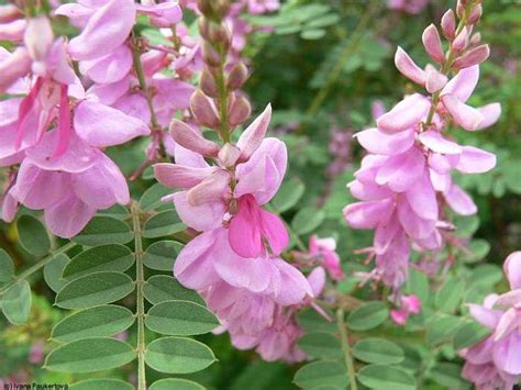 True Indigo Plant Indigofera tinctoria - 20 Seeds