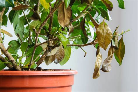 Leaves Falling Off: What Can Cause Leaf Loss On A Plant