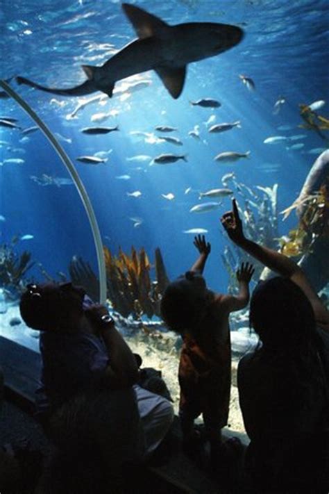 Fort Worth Aquarium Vs Dallas Aquarium - Aquarium Views