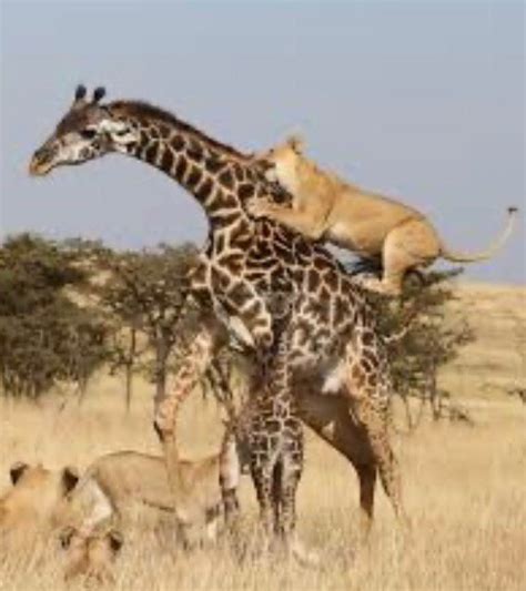 How Does a Giraffe Defend Itself From Predators - MiriamkruwRoy