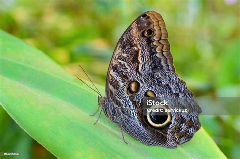 Eksotis Raksasa Burung Hantu Kupukupu Caligo Pada Daun Di Hutan Hujan Tropis Foto Stok - Unduh ...