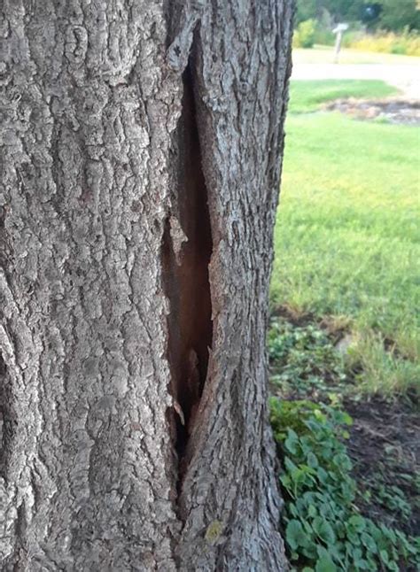 Red Maple bark splitting - Ask Extension